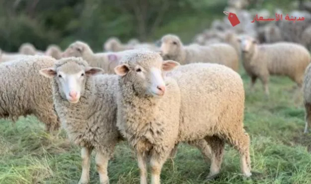 أسعار الاضاحي