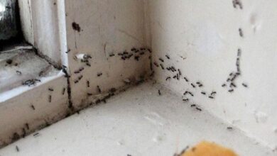 أسباب وجود الحشرات في المنزل