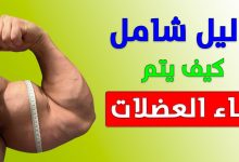 كيفية بناء العضلات للمبتدئين